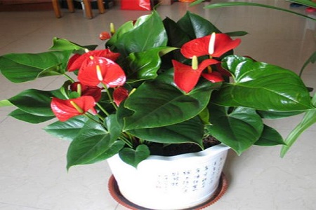 红掌能摆在办公室吗好吗
