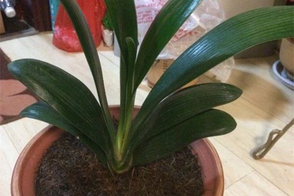 君子兰四季养护禁忌(君子兰四季浇水方法)