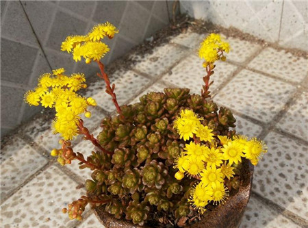 小人祭什么时候休眠