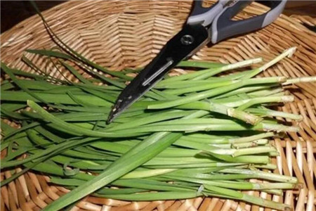 一般韭菜种下去多少天能发芽出