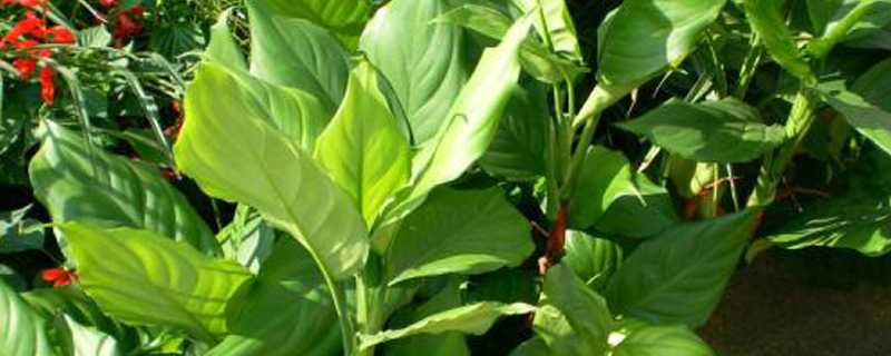 万年青夏天怎么养(万年青夏天怎么养护和浇水)