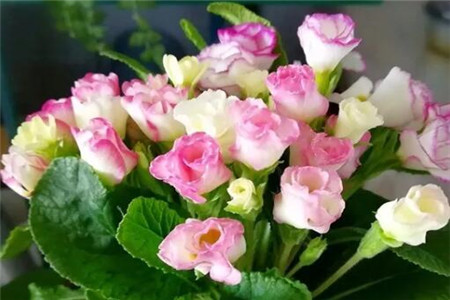 过年家里摆花寓意