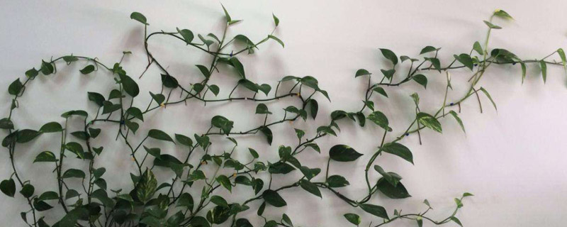 刚剪下的绿萝怎么水养(剪的绿萝放水里怎么养)