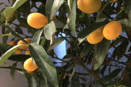 金桔树枯了怎么救活视频