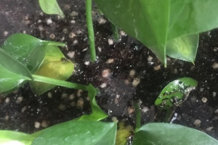 斑马万年青怎么养护和管理