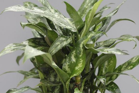 斑马万年青怎么养护和管理