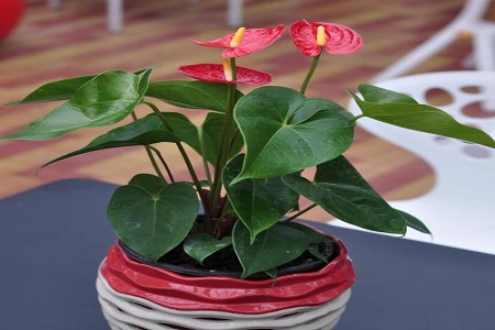 红掌能摆在办公室吗好吗
