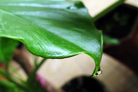 滴水观音能放卧室吗 滴水观音能放室内吗