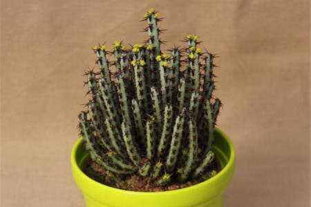 铜绿麒麟的寓意