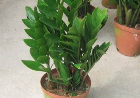 秋天花怎么养护