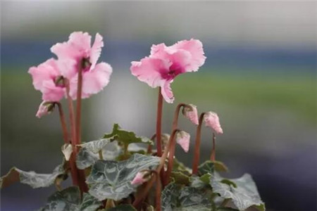 过年家里摆花寓意