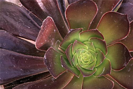 黑法师的叶子枯了怎么办