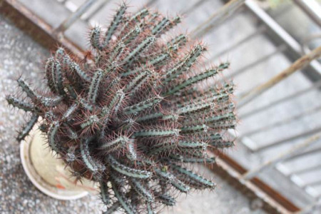 铜绿麒麟的寓意