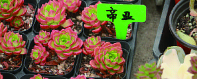 蒂亚怎么爆盆(蒂亚怎么爆盆能治病吗)