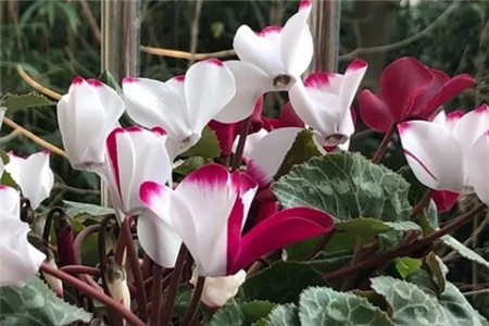 过年家里摆花寓意