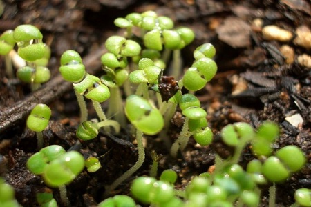 罗勒的种植方法和注意事项