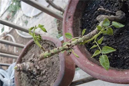 大蒜根生白蛆用什么药