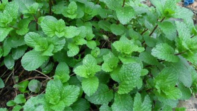 圆叶薄荷怎么养(圆叶薄荷系)