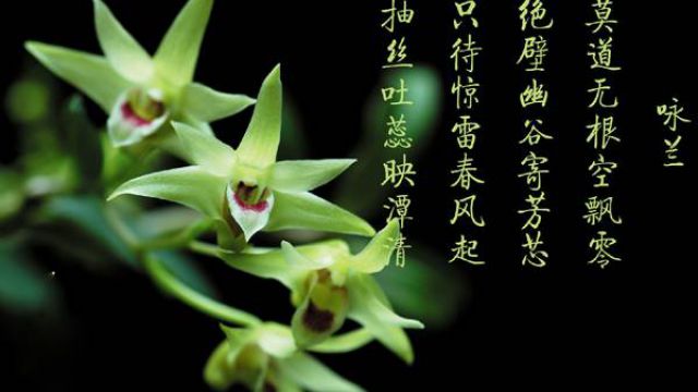 怎么欣赏兰花(怎样欣赏兰花)