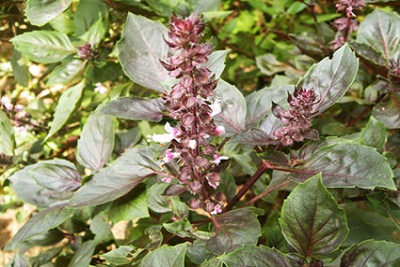 罗勒的种植方法和注意事项