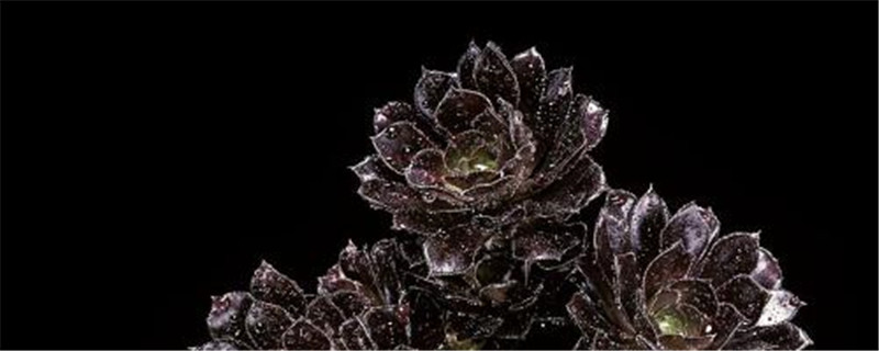 黑法师的叶子能插活吗(黑法师的叶子枯了怎么办)