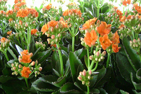 长寿花根部发黑可以救活吗