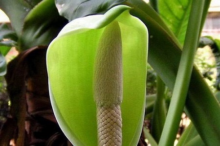 白掌换盆视频教程