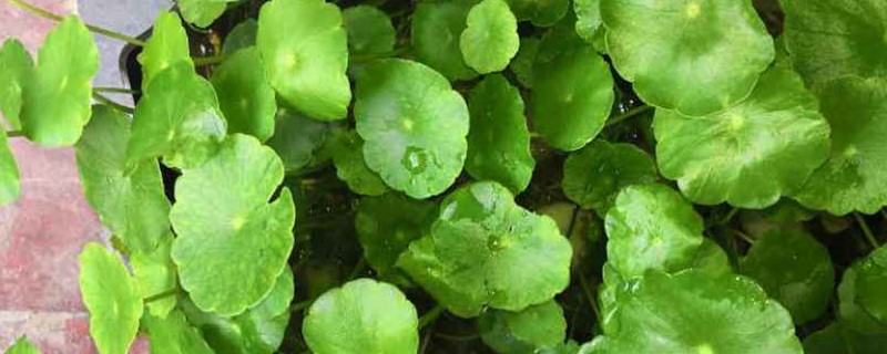 铜钱草怎么种铜钱草图片(铜钱草怎样种植更好)