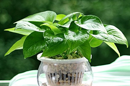 剪的绿萝放水里怎么养