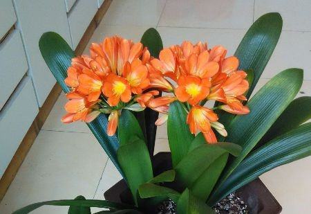 君子兰四季浇水方法