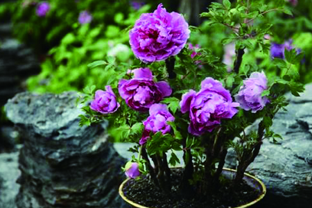 牡丹花可以盆栽吗视频