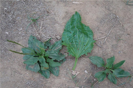 大车前草和车前草是一个药吗