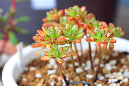 小人祭什么时候休眠