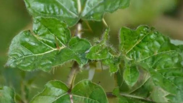 大车前草的功效与作用(大车前草和车前草是一个药吗)