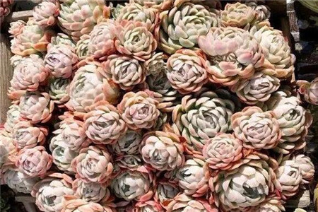 在一回首间才忽然发现原来我一生的种种努力