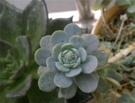 子持年华和子持莲华