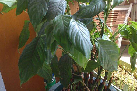 万年青夏天怎么养护和浇水