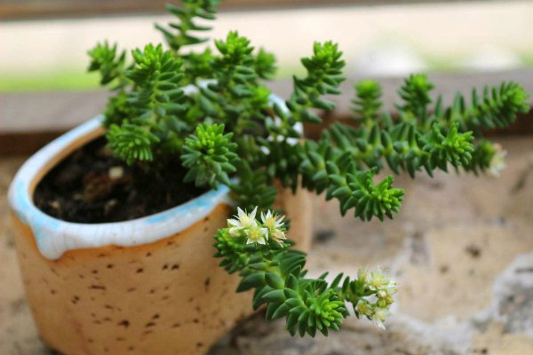 多肉白花小松如何繁殖(多肉白花小松图片老桩)