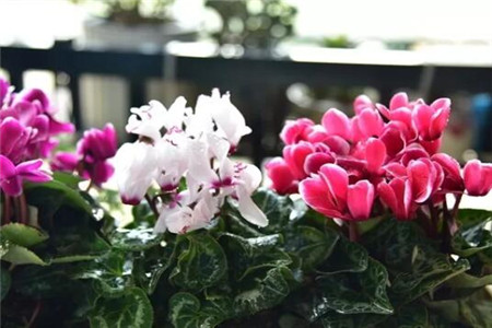 过年家里摆花寓意