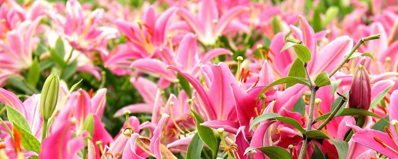 百合花的花期在几月份(百合花的花期在几月份开)