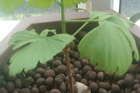 银杏种子的种植方法和时间图片