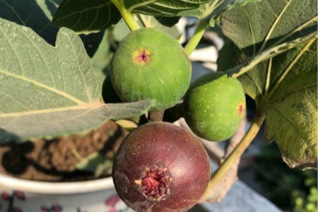 无花果果实什么时候成熟