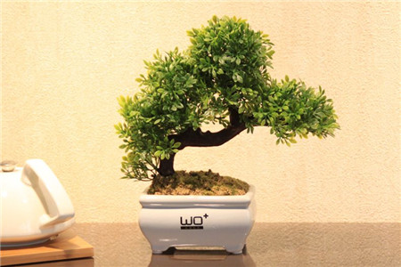 新买的发财树栽种后怎么浇水