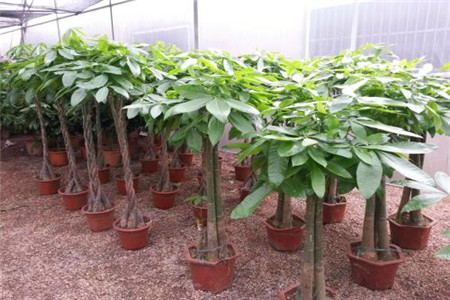 新买的发财树栽种后怎么浇水