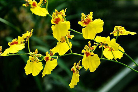 四大观赏洋花是哪四种花图片