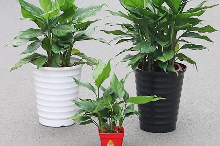 斑马万年青怎么养护和管理