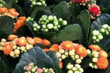 过年家里摆花寓意