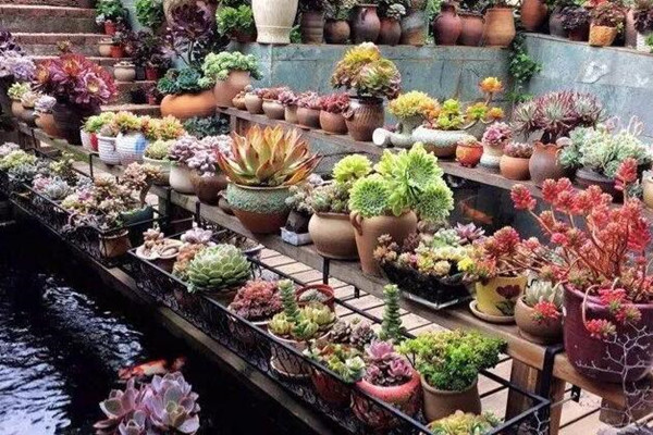 原先只能在景区才能看到的多肉园子他在自己家实现了！邻居都跑着来看！(在一回首间才忽然发现原来我一生的种种努力)