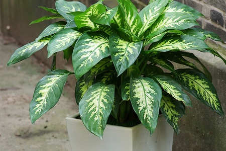 斑马万年青怎么养护和管理