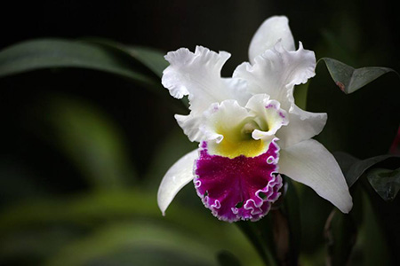 四大观赏洋花是哪四种花图片